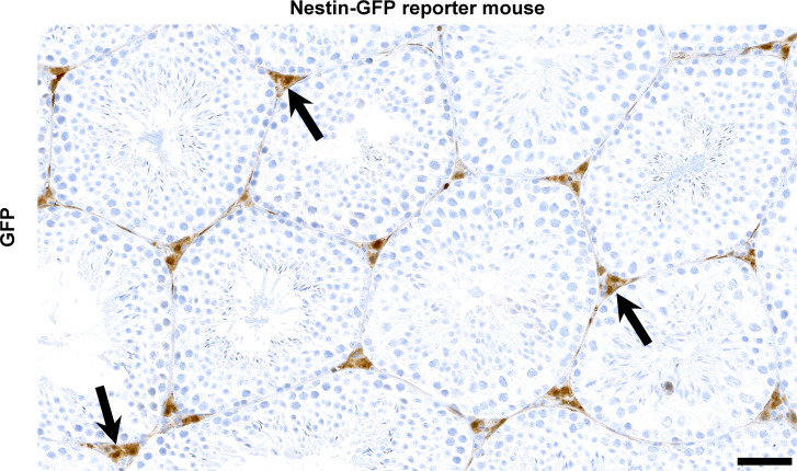 Figure 1—figure supplement 2.