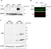 Figure 7—figure supplement 2.
