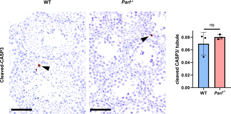 Figure 7—figure supplement 1.