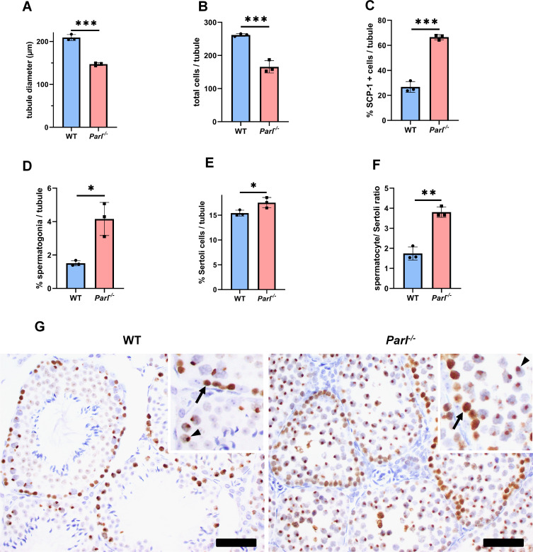 Figure 1—figure supplement 1.