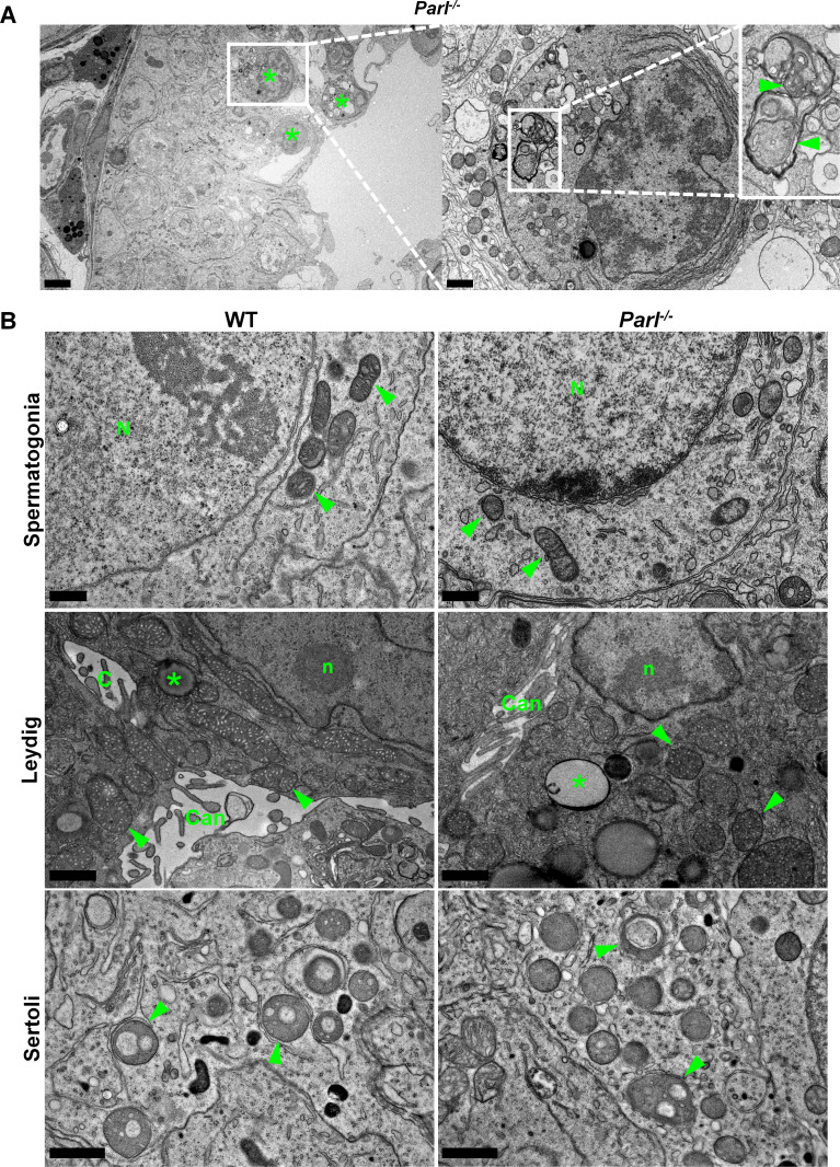 Figure 2—figure supplement 1.