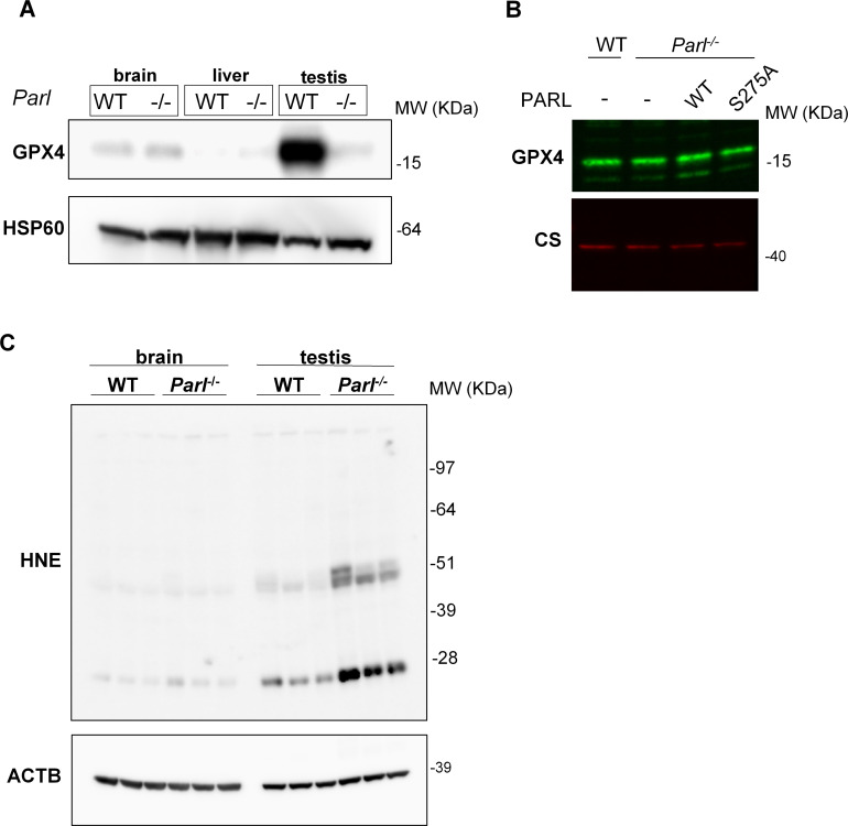 Figure 7—figure supplement 2.