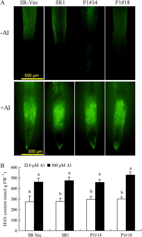 Figure 5.