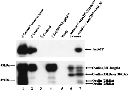 Figure 3.—