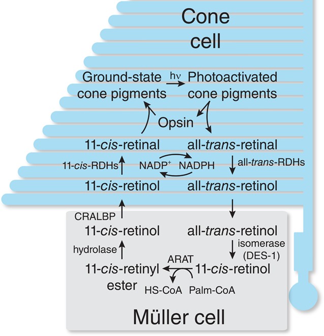 Figure 16