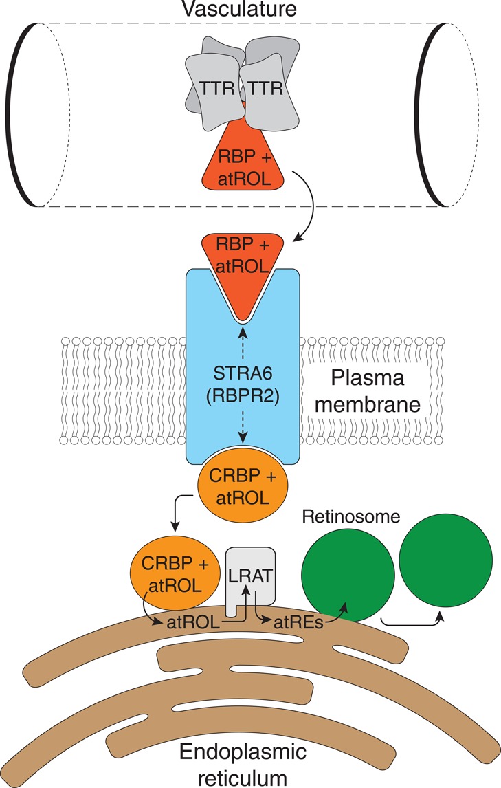 Figure 37