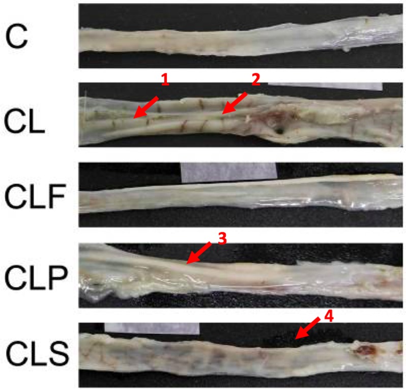 Fig 3