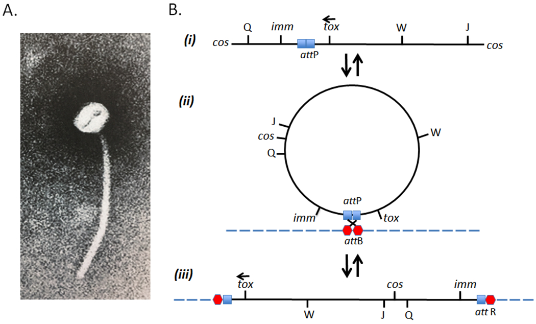 Figure 1: