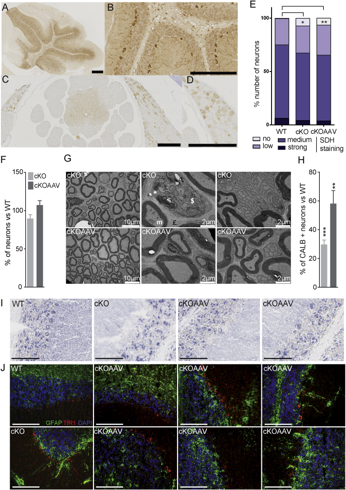 Figure 6