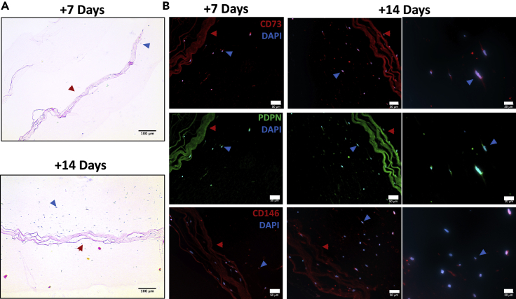 Figure 3