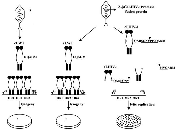 FIG. 1