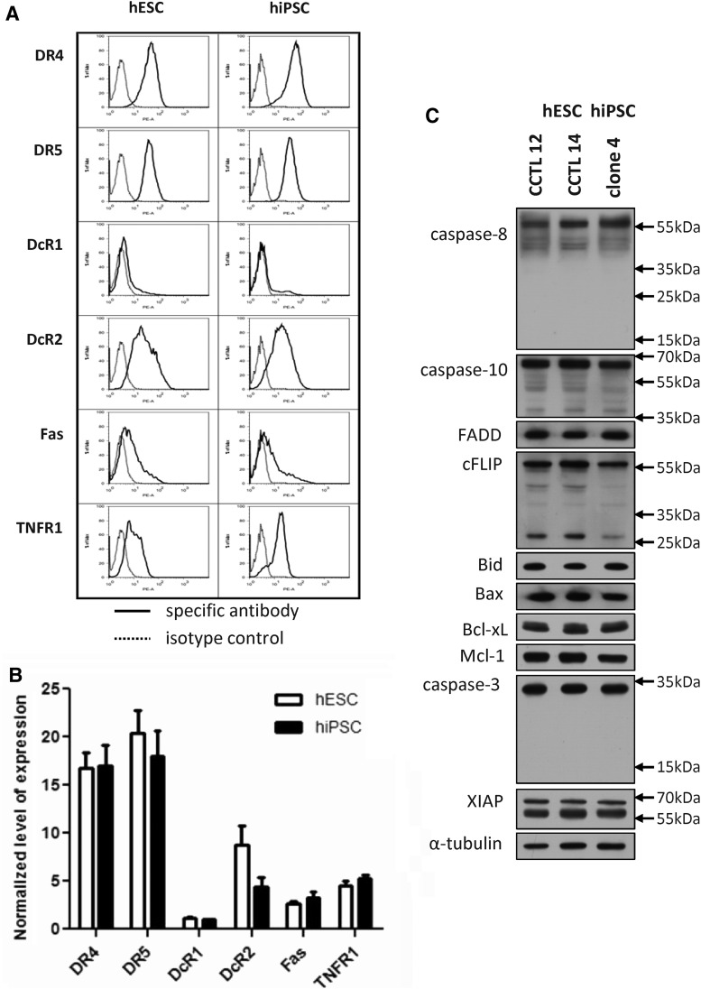 FIG. 1.