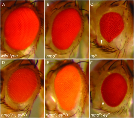 Figure 4.—