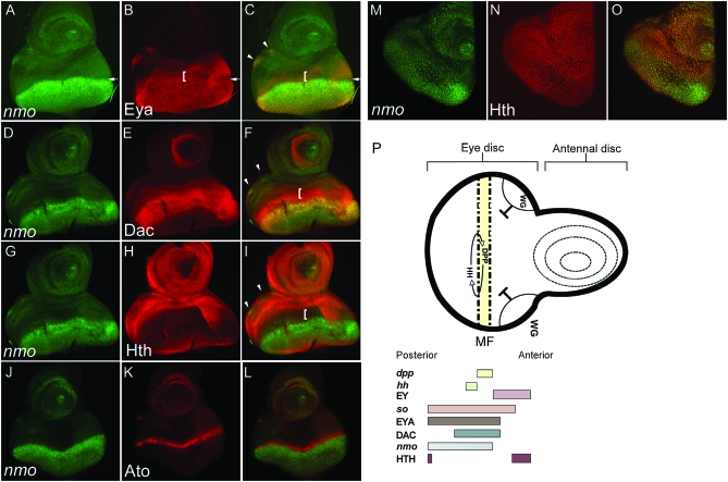 Figure 3.—