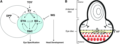 Figure 1.—