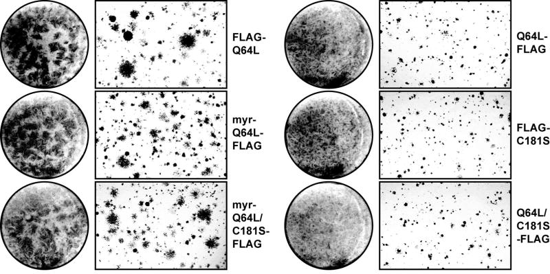 Fig. 6