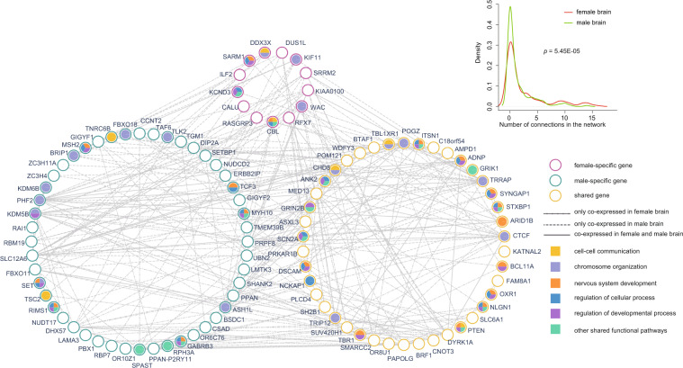 Genetic Evidence Of Gender Difference In Autism Spectrum Disorder