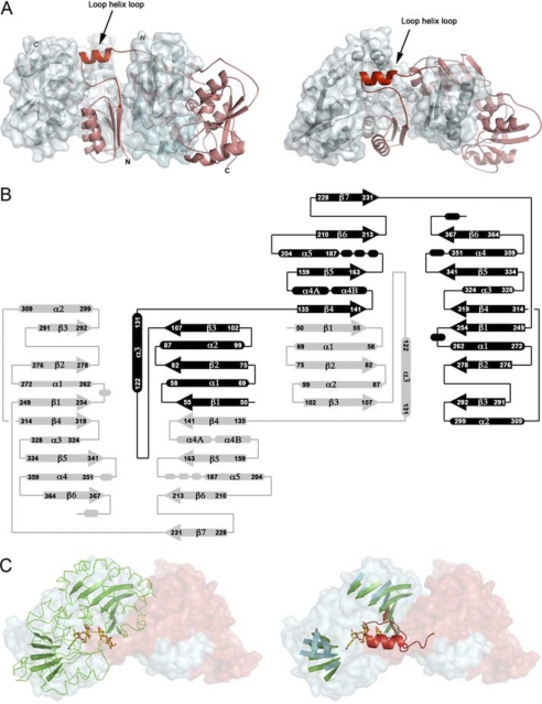 FIGURE 1.