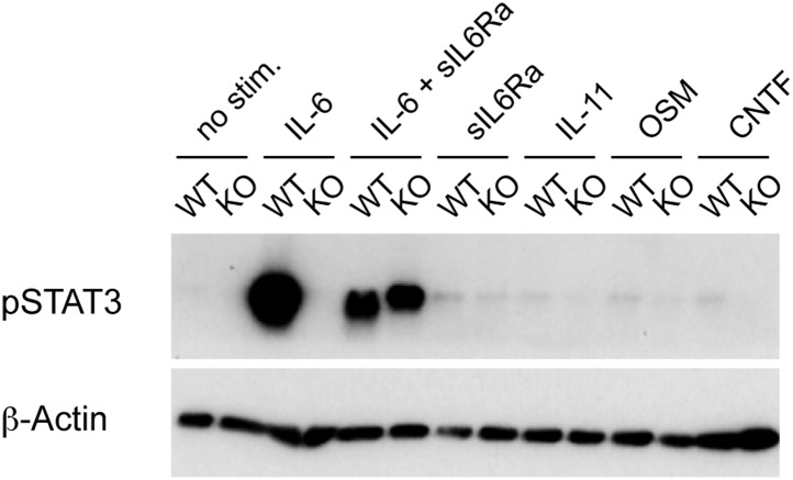 Figure 1—figure supplement 1.