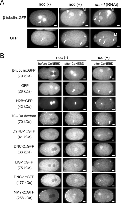 FIGURE 1: