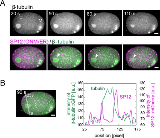 FIGURE 4: