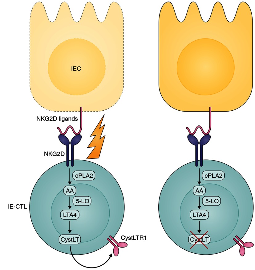 graphic file with name JEM_21210insight4_Fig2.jpg