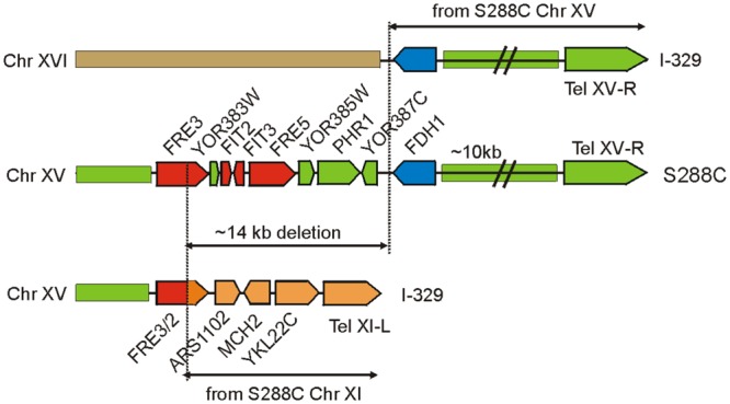 FIGURE 3