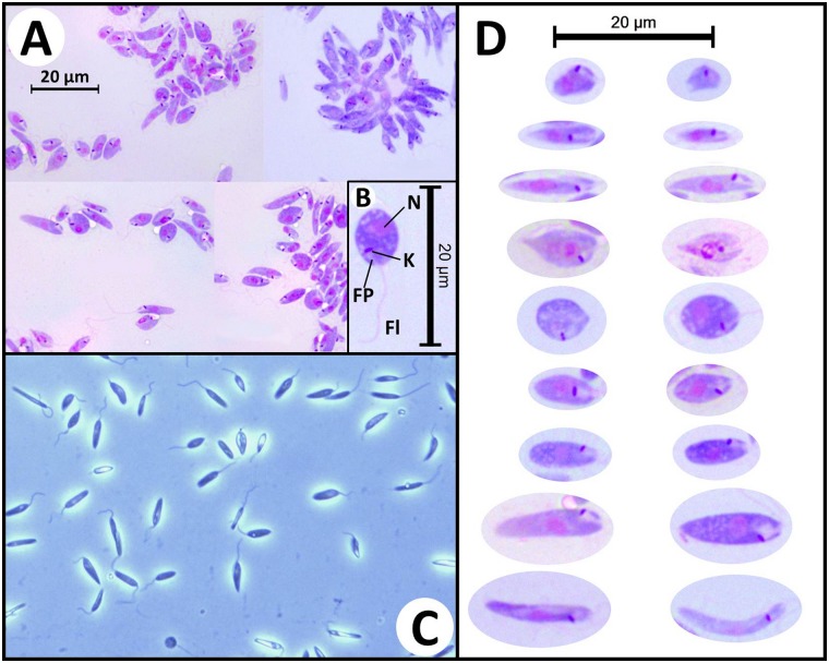 Fig 3