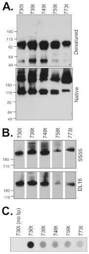 FIG 3