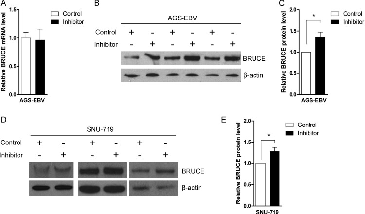 Fig 7