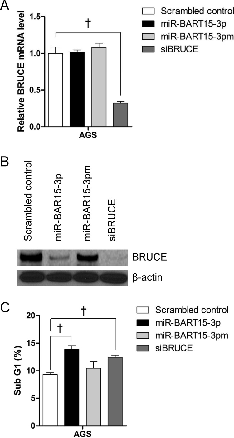 Fig 8