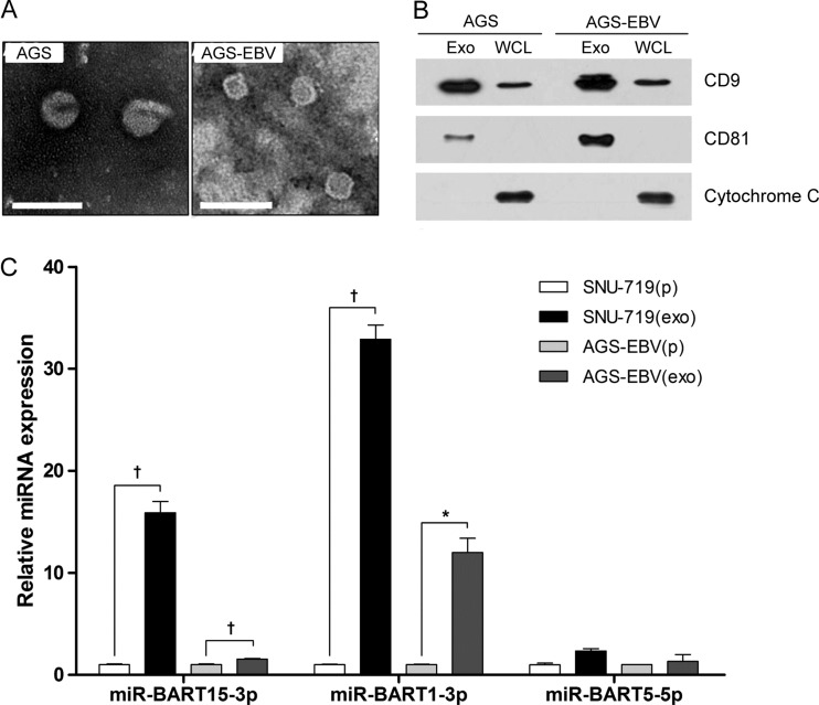 Fig 9