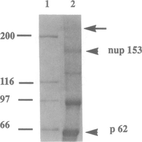 graphic file with name pnas01126-0334-a.jpg