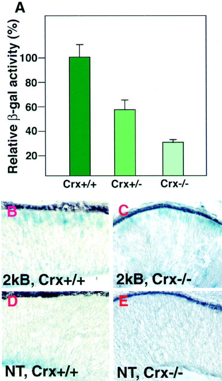 Fig. 8.