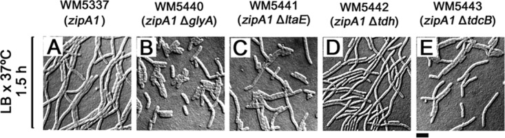 FIG 3