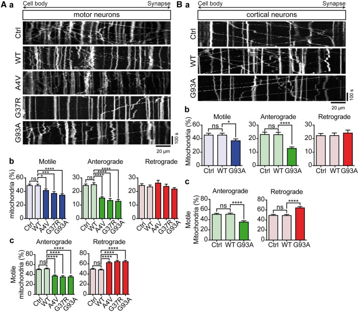 Amyotrophic lateral sclerosis-associated mutant SOD1 inhibits ...