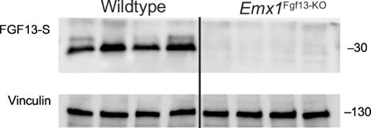 Figure 2—figure supplement 1.