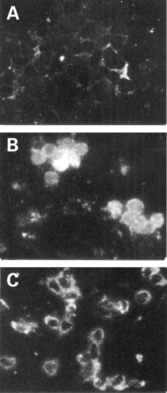 Figure 3  