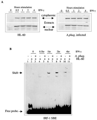 FIG. 5.