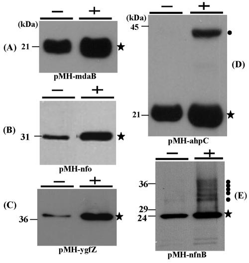 FIG. 3.