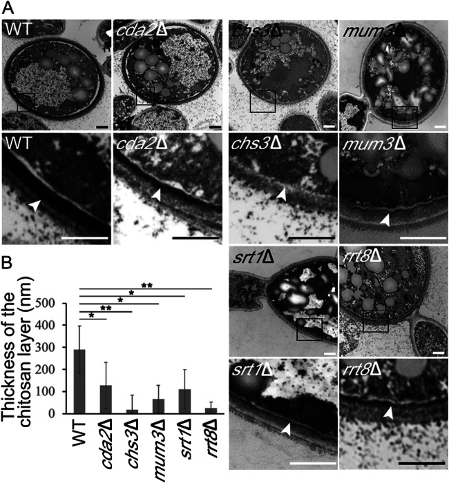 FIG 6