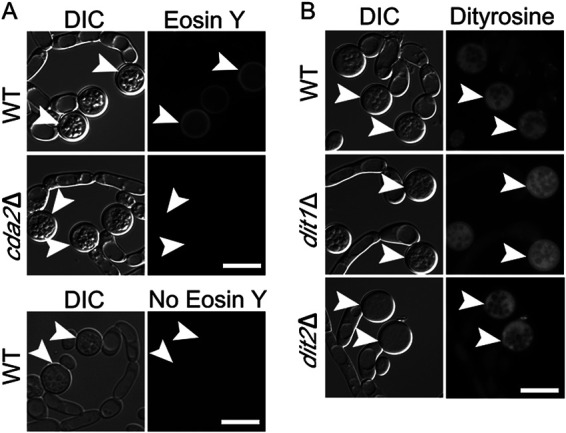 FIG 2