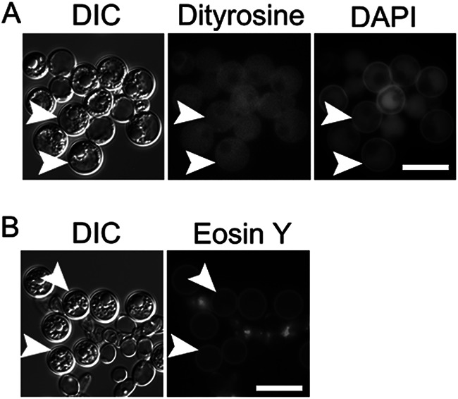 FIG 3