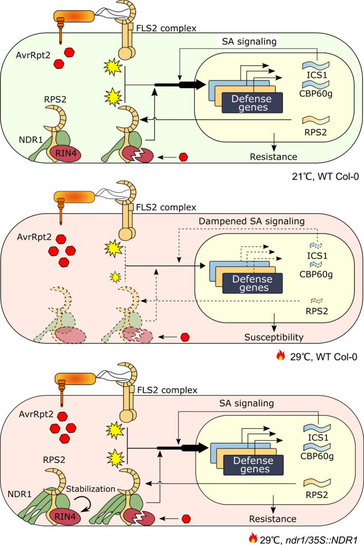 Fig. 6