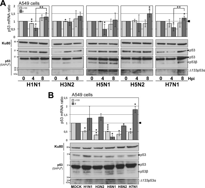 Fig 5