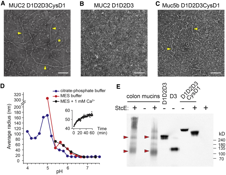 Figure 2