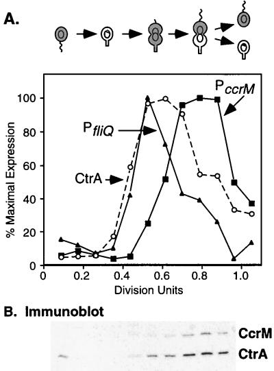 FIG. 1