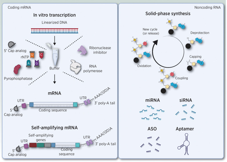 Figure 1. Overview of coding and noncoding RNA structures. Left, in vitro transcription (iVT) of messenger RNA (mRNA). mRNA has several conserved features including a 5′ cap structure, two extended untranslated regions (UTRs) at the 5′ and 3′ end of the ORF, and a 3′ poly-A tail. The final iVT product can be mRNA or self-amplifying mRNA. Right, solid-phase synthesis of noncoding and antisense oligonucleotides. Abbreviations: mRNA, messenger RNA; UTR, untranslated region; rNTP, ribonucleoside triphosphates; miRNA, microRNA; siRNA, small interfering RNA; ASO, antisense oligonucleotides, siRNA, small interfering RNA. Adapted from an image created with BioRender.com.