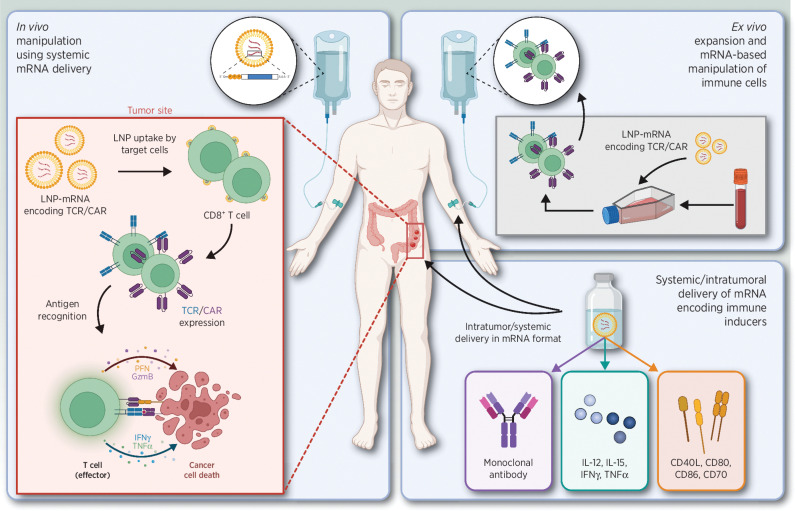 Figure 3. Overview of passive immunotherapeutic strategies. Left, systemic administration of TCR and CAR LNP-mRNA causes specific uptake by CD8+ T cells, followed by expression and antigen recognition, resulting in cancer cell death. Top right, ex vivo TCR/CAR LNP-mRNA manipulation of T cells, followed by systemic administration. Bottom right, intratumoral or systemic delivery of LNP-mRNA encoding monoclonal antibodies (mAbs), immune-inducing cytokines, or stimulatory receptors. Abbreviations: TCR, T-cell receptor; CAR, chimeric antigen receptor. Adapted from an image created with BioRender.com.