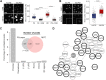 Figure 2. Dysregulated MYC increases cotranscriptional R-loop formation. A, EU incorporation assay showing transcription activity following MYC induction. DRB was used as a specificity control. Representative images (left) and quantification (right) of biological replicates (N = 3 biological replicates) are shown. Scale bar, 20 μm. P values were calculated using one-way ANOVA with Tukey HSD post hoc test. B, Representative images (left) and quantification (right) of nuclear R-loops using the S9.6 immunofluorescence assay. N = 3 biological replicates. Scale, 40 μm. P values were calculated using the Student t test. C, Overlap between sites of R-loop formation and MYC-binding sites. Annotation of gene tracks identifies the genomic locations of overlapping peaks. D, STRING protein interaction network containing MYC-SL R-loop factors. Black border represents proteins that have been previously identified in MYC-BioID experiments as putative MYC interactors (38). ****, P < 0.0001.